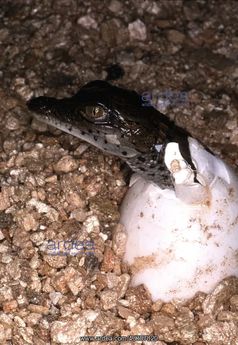 : NILE CROCODILE - HATCHING : NILE CROCODILE - HATCHING