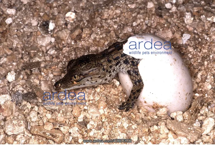 : NILE CROCODILE-HATCHING : NILE CROCODILE-HATCHING