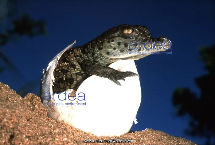 : NILE CROCODILE - hatching from egg : NILE CROCODILE - hatching from egg