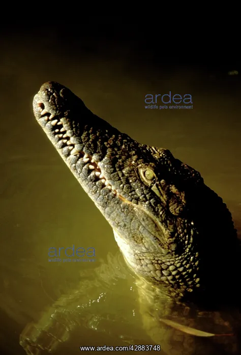 : Nile Crocodile - head : Nile Crocodile - head