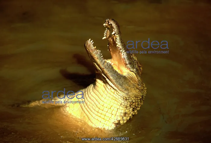 : Nile Crocodile - With head out of water, mouth open : Nile Crocodile - With head out of water, mouth open