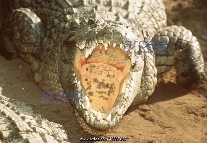 : NILE CROCODILE - JAWS APART : NILE CROCODILE - JAWS APART