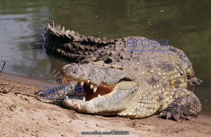  : Nile CROCODILE - with jaws open to dissupate excess