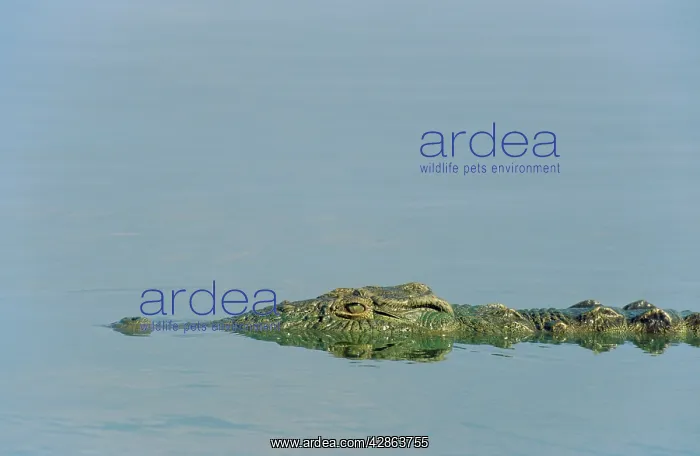 : Nile Crocodile - just appearing above water : Nile Crocodile - just appearing above water