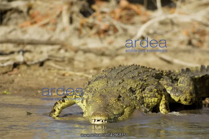 : Nile Crocodile - Has just entered the Lufupa River : Nile Crocodile - Has just entered the Lufupa River