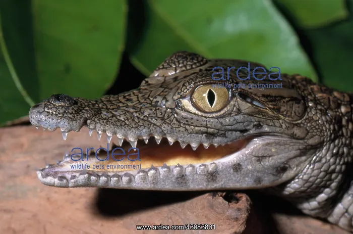 : Nile Crocodile Juvenile : Nile Crocodile Juvenile