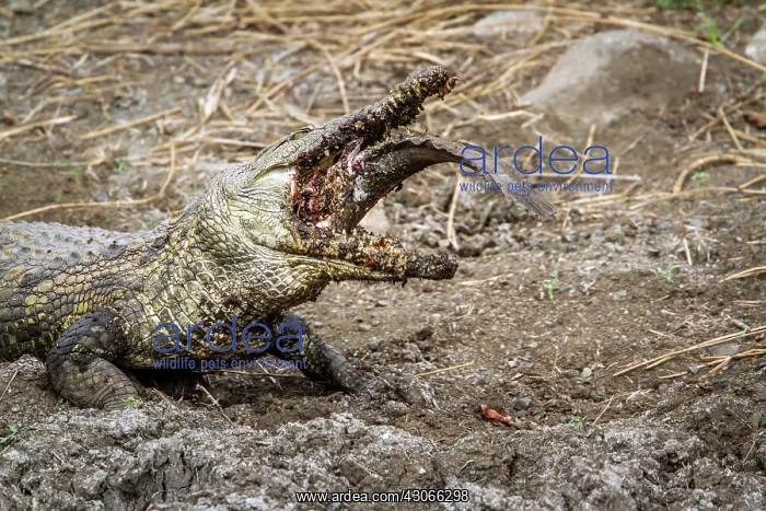 : Nile crocodile in Kruger National park, South Africa : Nile crocodile in Kruger National park, South Africa