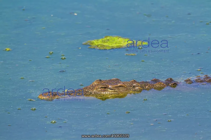 : Nile crocodile in Kruger National park, South Africa : Nile crocodile in Kruger National park, South Africa