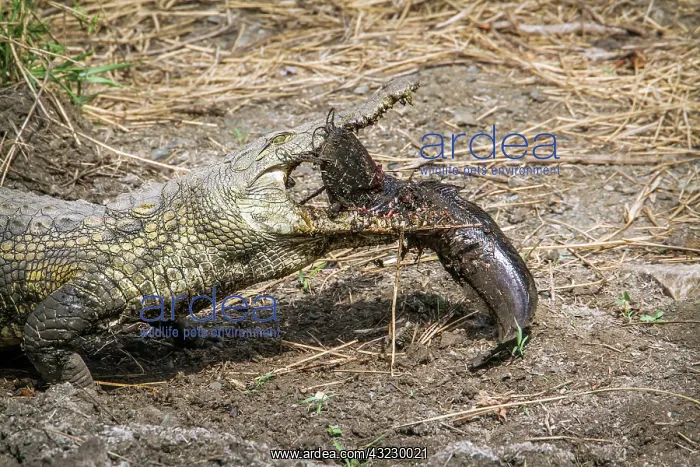 : Nile crocodile in Kruger National park, South Africa : Nile crocodile in Kruger National park, South Africa