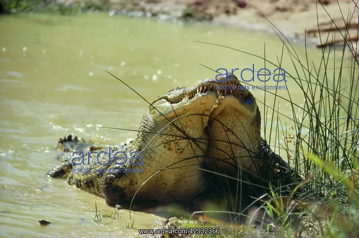 : Nile Crocodile - males challenge for dominance : Nile Crocodile - males challenge for dominance