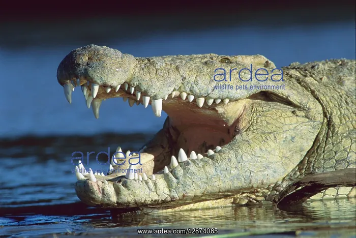  : Nile crocodile - with mouth open
