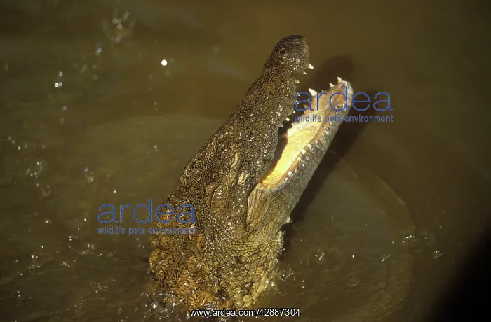 : Nile Crocodile - mouth open : Nile Crocodile - mouth open
