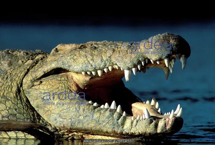  : Nile Crocodile - with mouth open