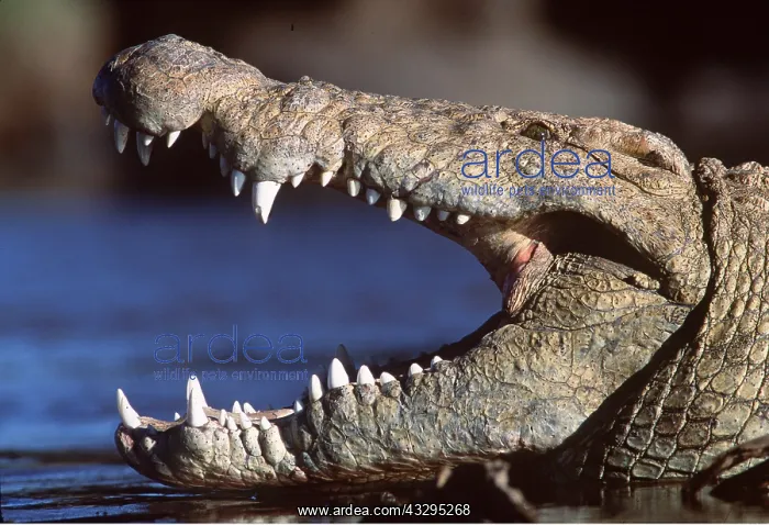  : NILE CROCODILE - MOUTH OPEN