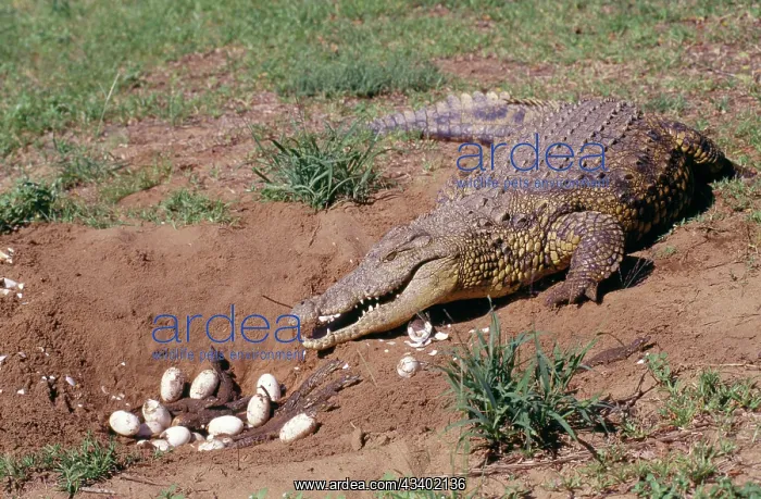 : Nile crocodile at nest with eggs and young : Nile crocodile at nest with eggs and young