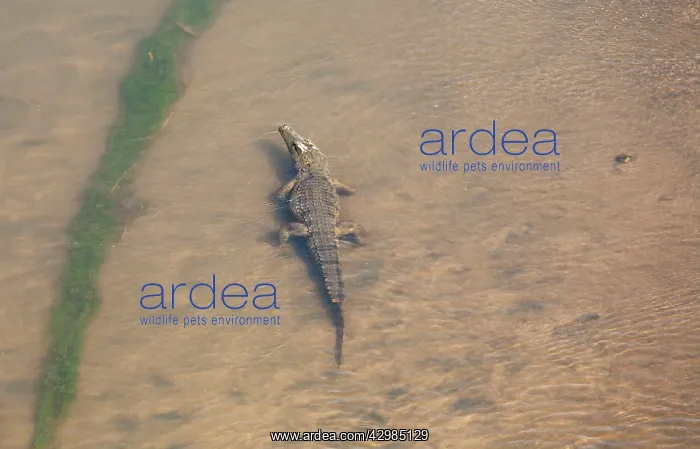 : Nile Crocodile - in the Olifants River - photographed : Nile Crocodile - in the Olifants River - photographed
