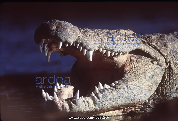  : NILE CROCODILE - with open mouth