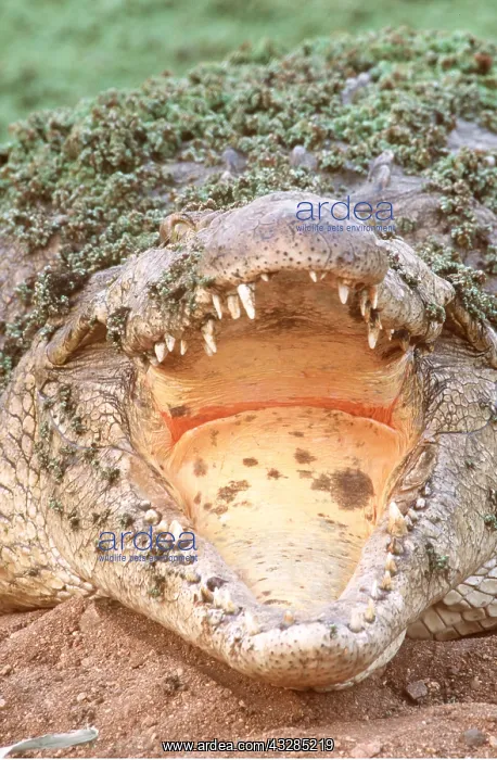 : NILE CROCODILE - open mouth, head on : NILE CROCODILE - open mouth, head on