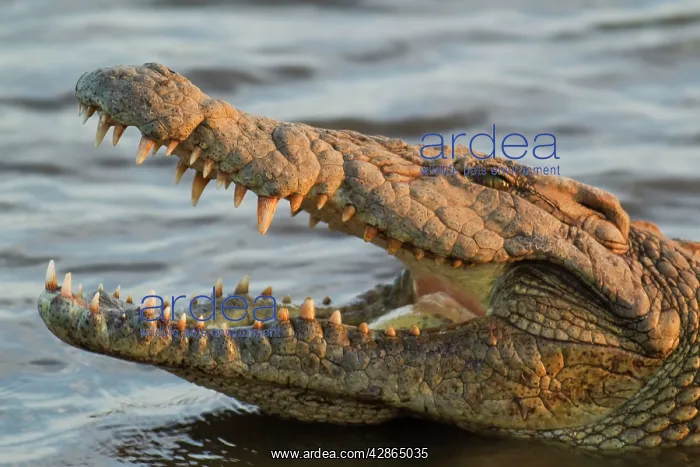 : Nile Crocodile - by opening their mouth crocodiles : Nile Crocodile - by opening their mouth crocodiles
