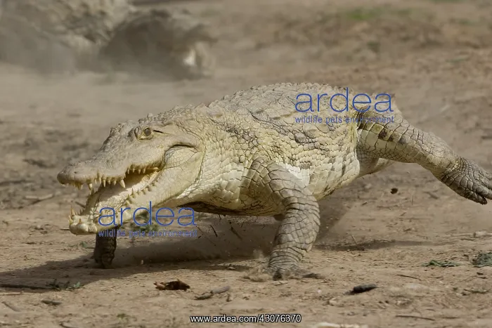 : Nile crocodile pursuing a chicken Bazoule Burkina Faso : Nile crocodile pursuing a chicken Bazoule Burkina Faso