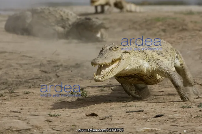 : Nile crocodile pursuing a chicken Bazoule Burkina Faso : Nile crocodile pursuing a chicken Bazoule Burkina Faso