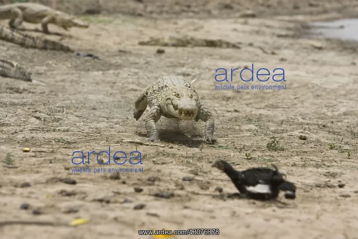 : Nile crocodile pursuing a chicken Bazoule Burkina Faso : Nile crocodile pursuing a chicken Bazoule Burkina Faso