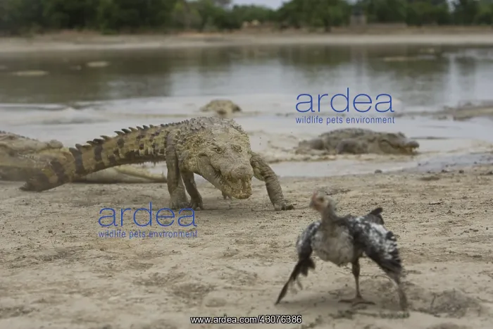 : Nile crocodile pursuing a chicken Bazoule Burkina Faso : Nile crocodile pursuing a chicken Bazoule Burkina Faso