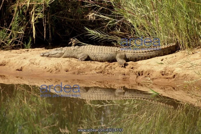 : Nile Crocodile reflection on sandbank by river : Nile Crocodile reflection on sandbank by river