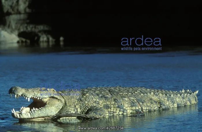 : Nile Crocodile - resting in water : Nile Crocodile - resting in water