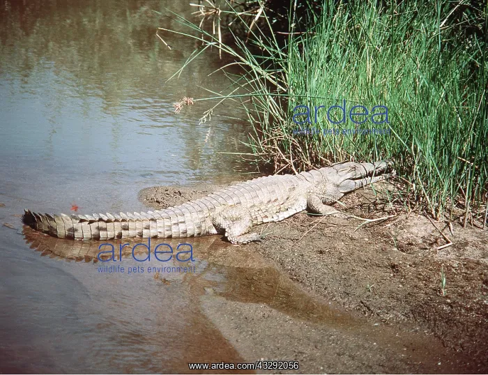 : NILE CROCODILE - on riverbank : NILE CROCODILE - on riverbank