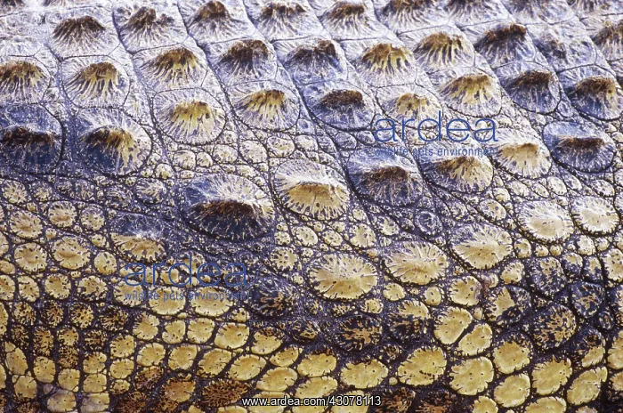 : Nile Crocodile Skin : Nile Crocodile Skin