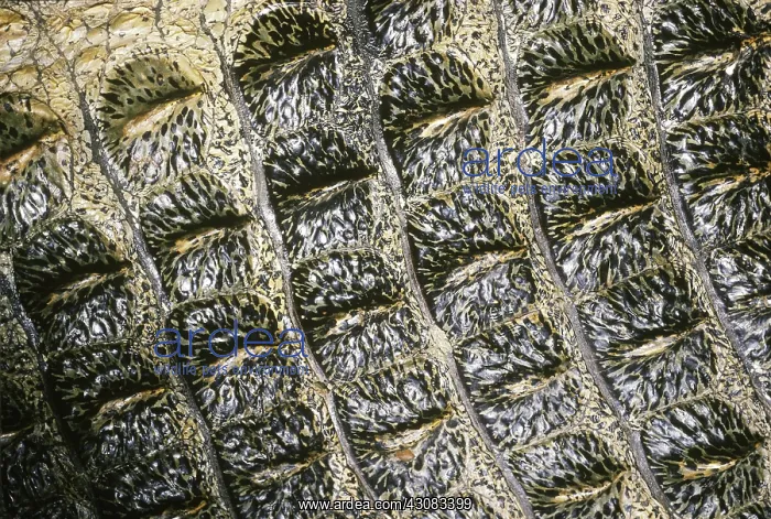 : Nile Crocodile skin (Crocodylus niloticus) : Nile Crocodile skin (Crocodylus niloticus)