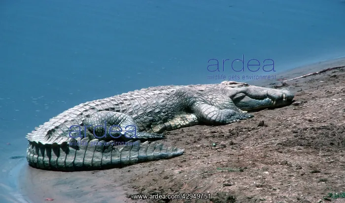 : Nile Crocodile sunning on sandbank South Luangwa : Nile Crocodile sunning on sandbank South Luangwa