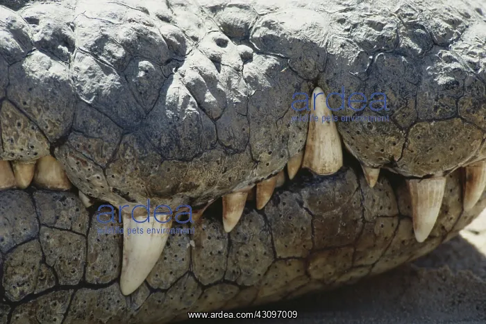 : Nile Crocodile Teeth : Nile Crocodile Teeth