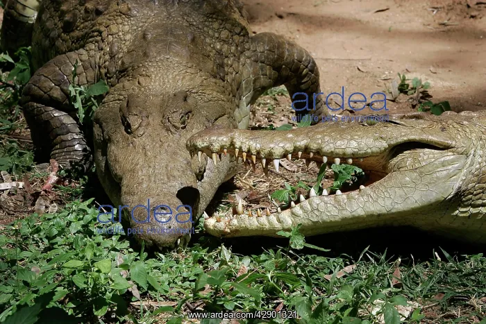 : Nile Crocodile - two, showing aggression, fighting : Nile Crocodile - two, showing aggression, fighting