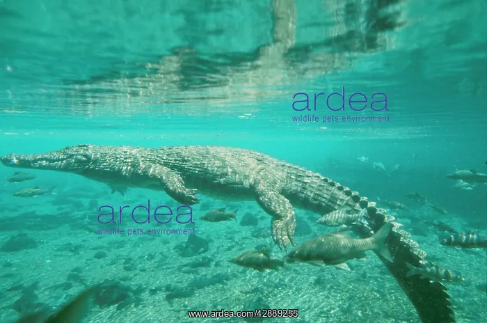  : Nile Crocodile - underwater