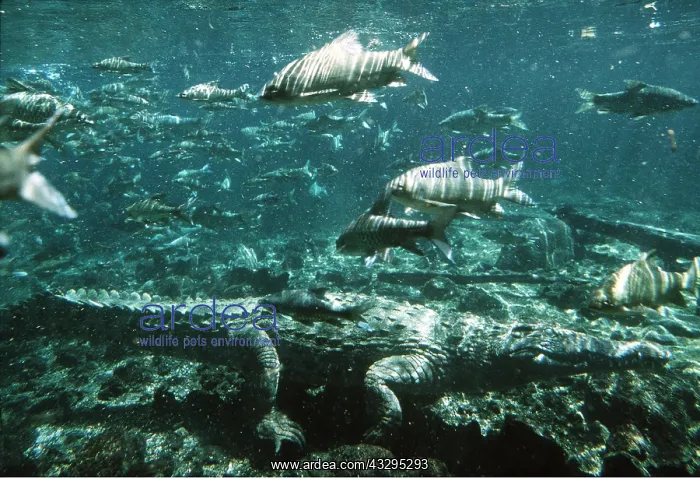  : NILE CROCODILE, UNDERWATER