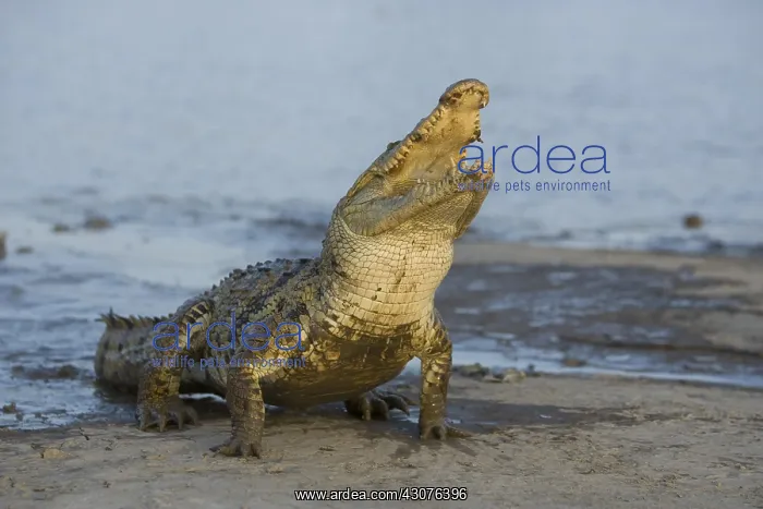  : Nile Crocodile waiting for a chicken Bazoule Burkina Faso