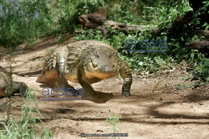 : Nile Crocodile - walking : Nile Crocodile - walking