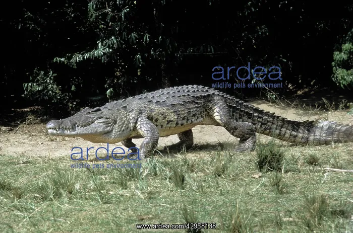 : Nile Crocodile - walking on sandbank : Nile Crocodile - walking on sandbank