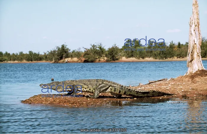 : Nile Crocodile - walking on waters edge : Nile Crocodile - walking on waters edge