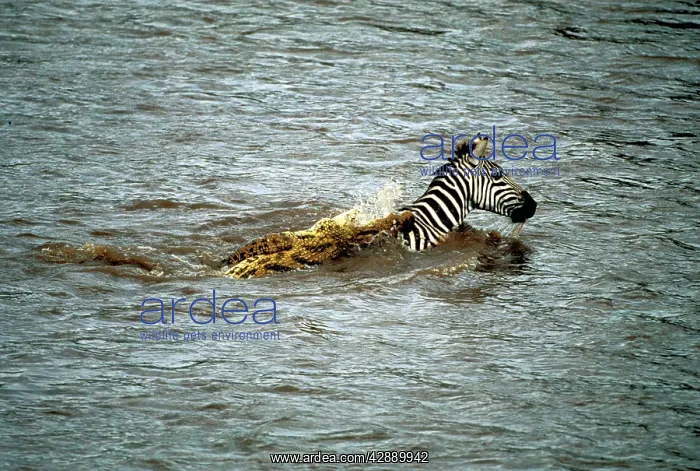 : Nile Crocodile - In water attempting to catch Zebra prey : Nile Crocodile - In water attempting to catch Zebra prey