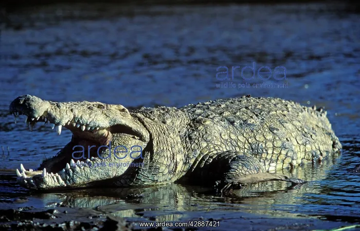  : Nile Crocodile - In water with mouth open
