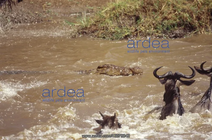 : Nile Crocodile and Wildebeest : Nile Crocodile and Wildebeest