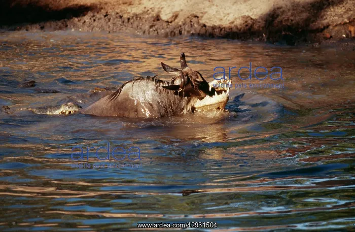  : Nile Crocodile - With Wildebeest catch