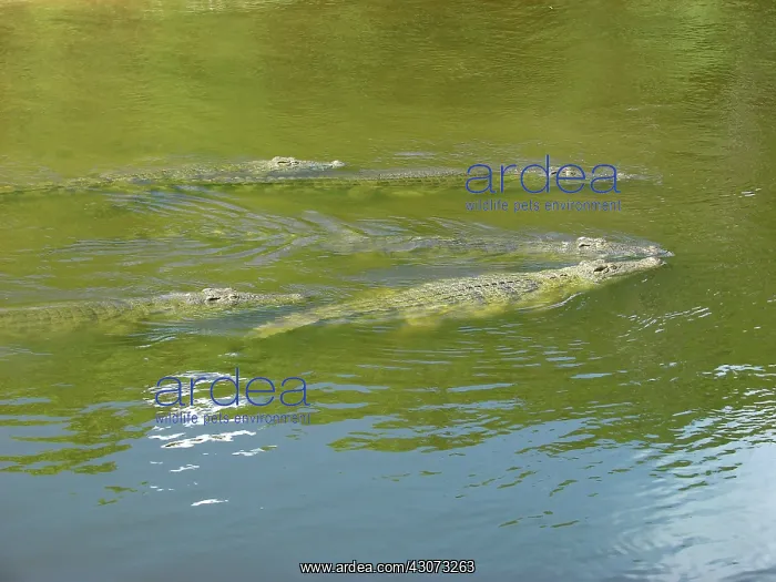 : Nile Crocodiles : Nile Crocodiles