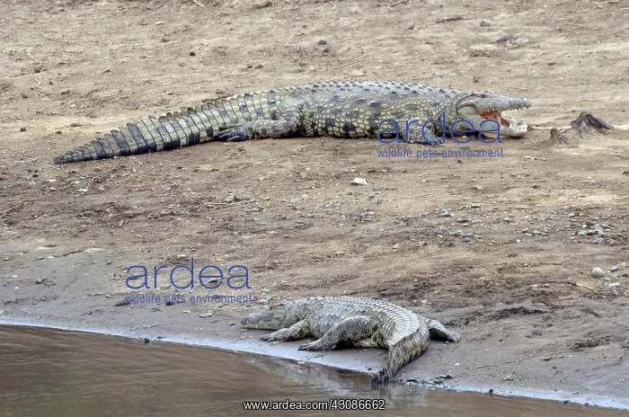: Nile Crocodiles : Nile Crocodiles
