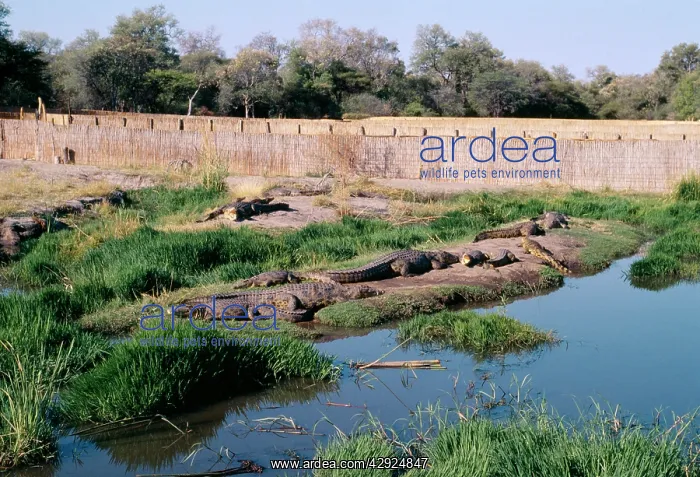 : Nile Crocodiles - At Crocodile Farm : Nile Crocodiles - At Crocodile Farm