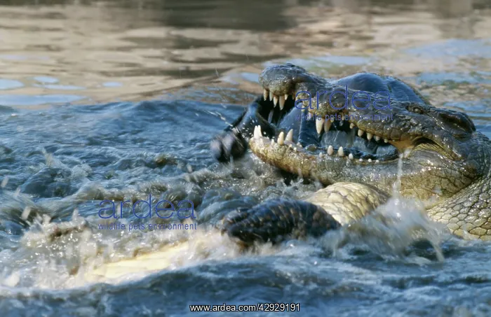  : Nile CROCODILES - dismembering kill on Wildebeest  /  Gnu