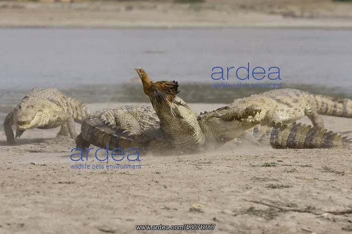 : Nile Crocodiles fighting for a chicken Bazoule Burkina Faso : Nile Crocodiles fighting for a chicken Bazoule Burkina Faso